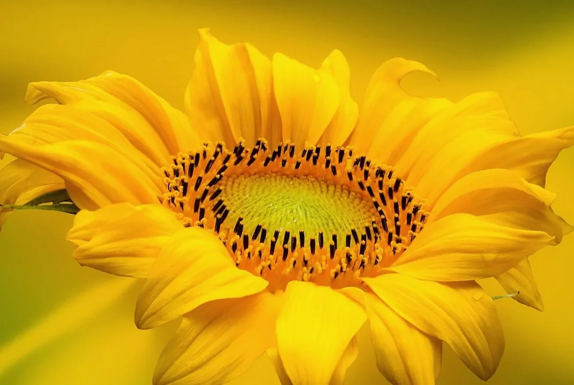 満開のひまわりの花のアップ